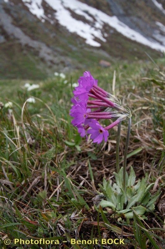 Primula di Haller 13