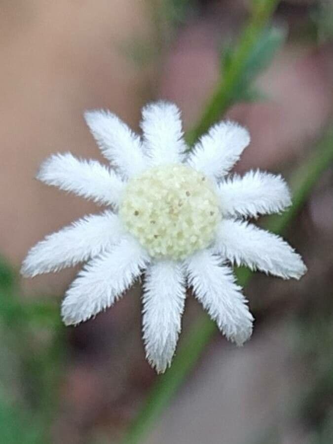 Actinotus 4