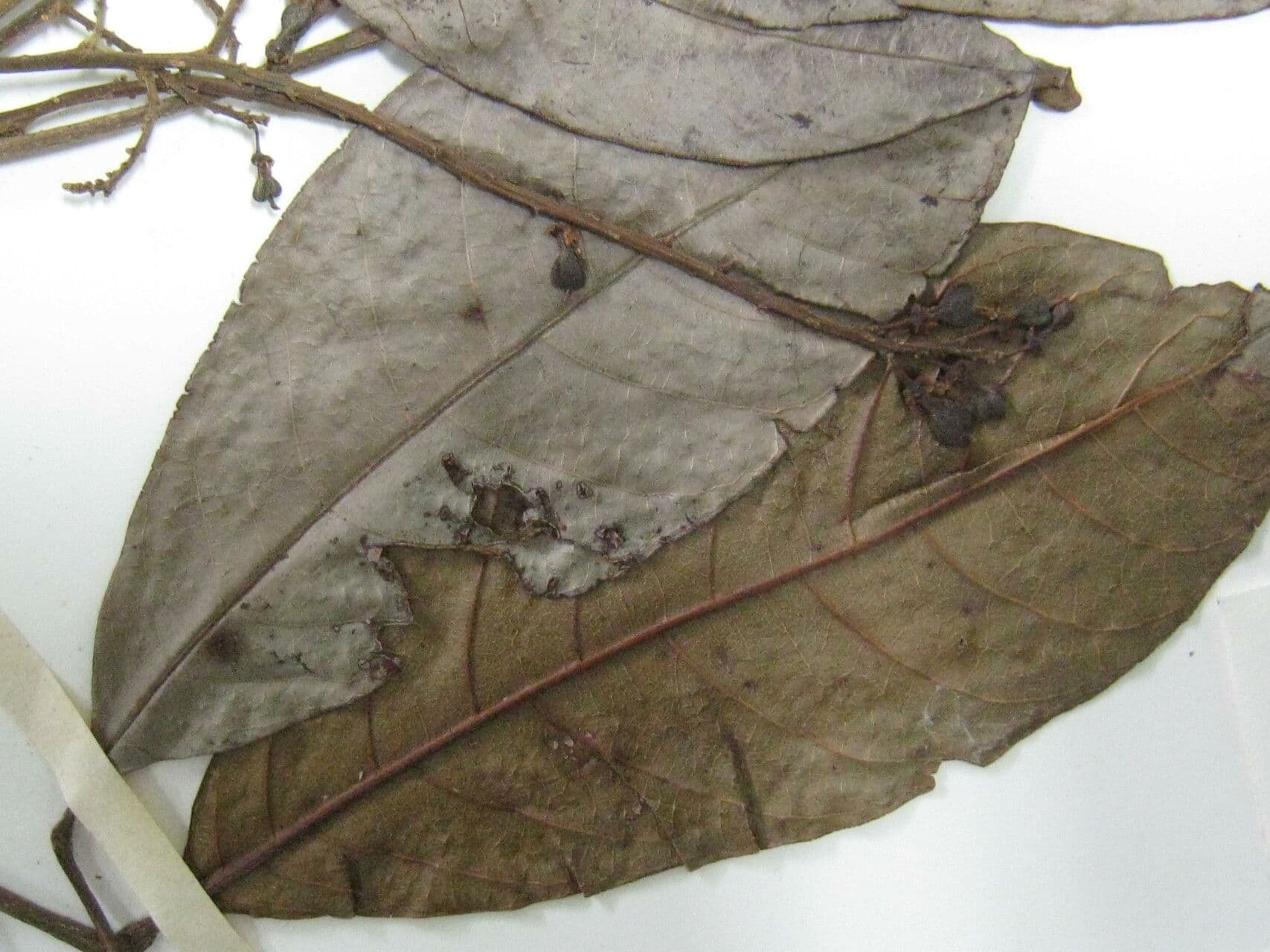 Matayba 9