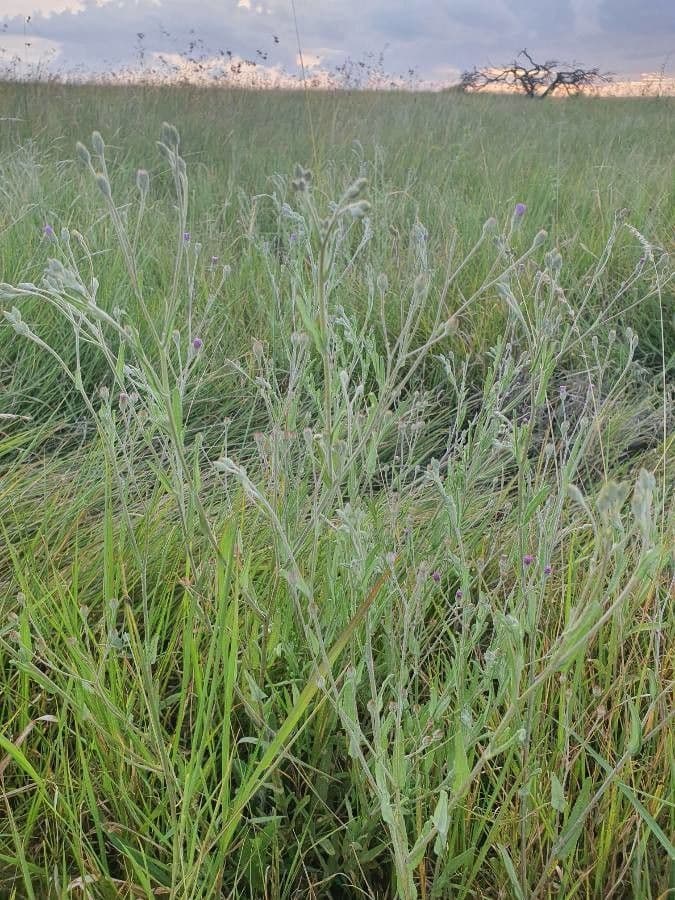 Gutenbergia Rueppella 10