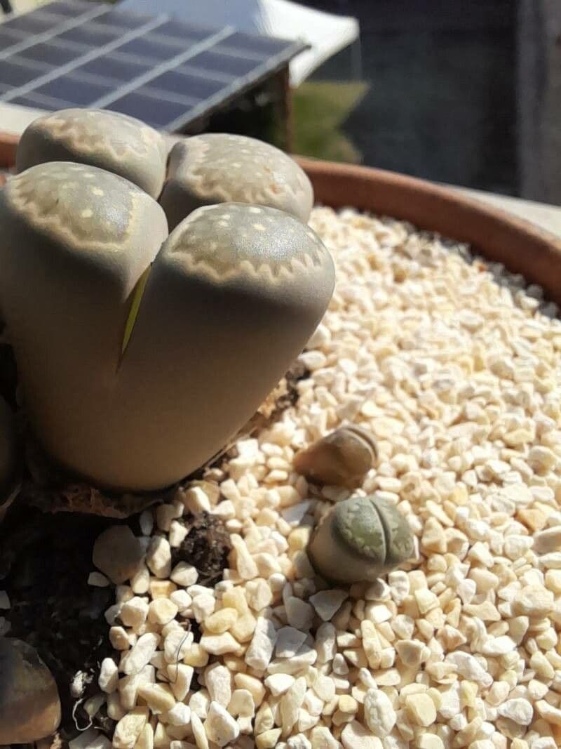 Lithops 3