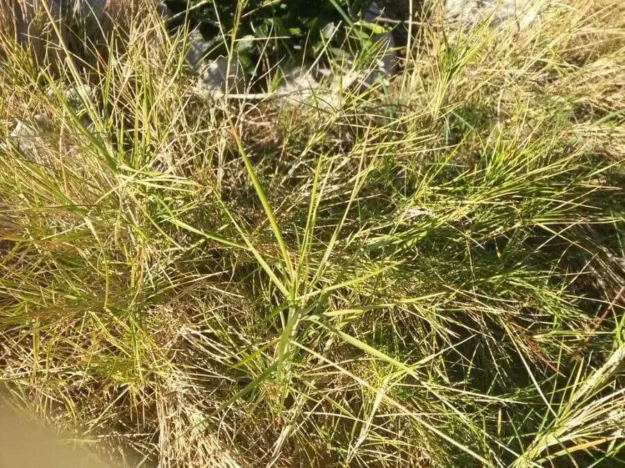 Distichlis spicata 15