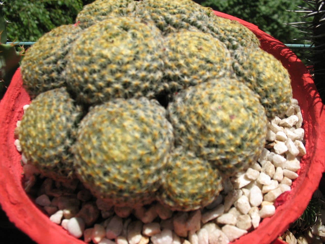 Mammillaria 5