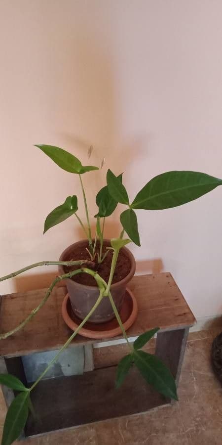 Syngonium 11