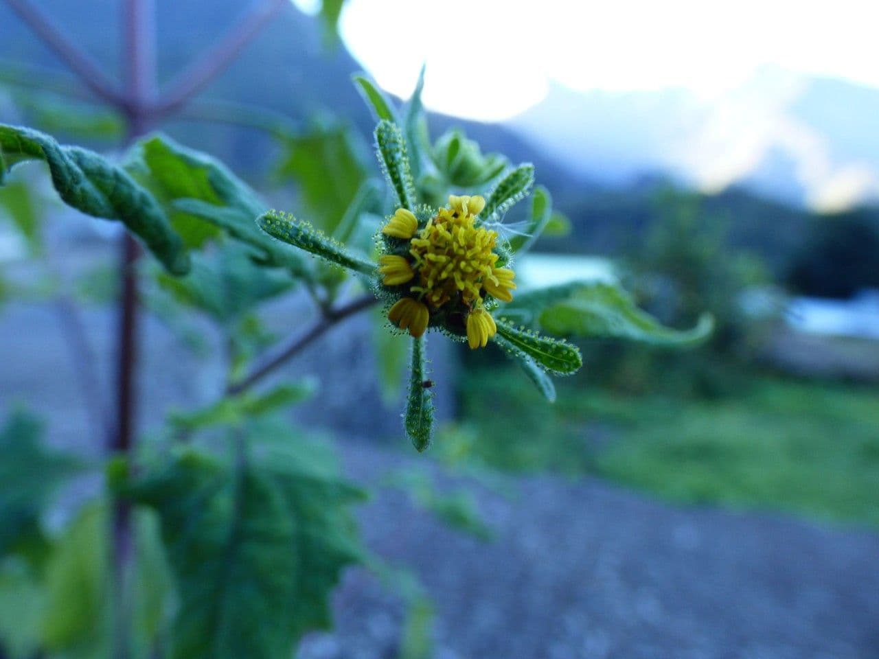 Sigesbeckia orientalis 5