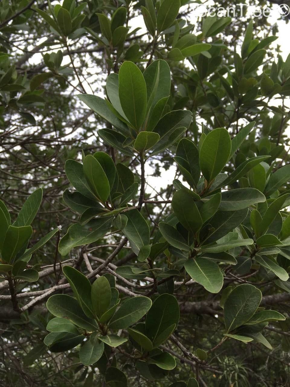 Manilkara 9