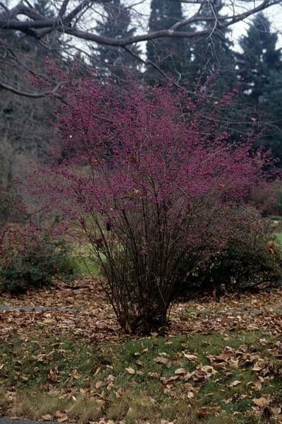 Callicarpa giapponese 14