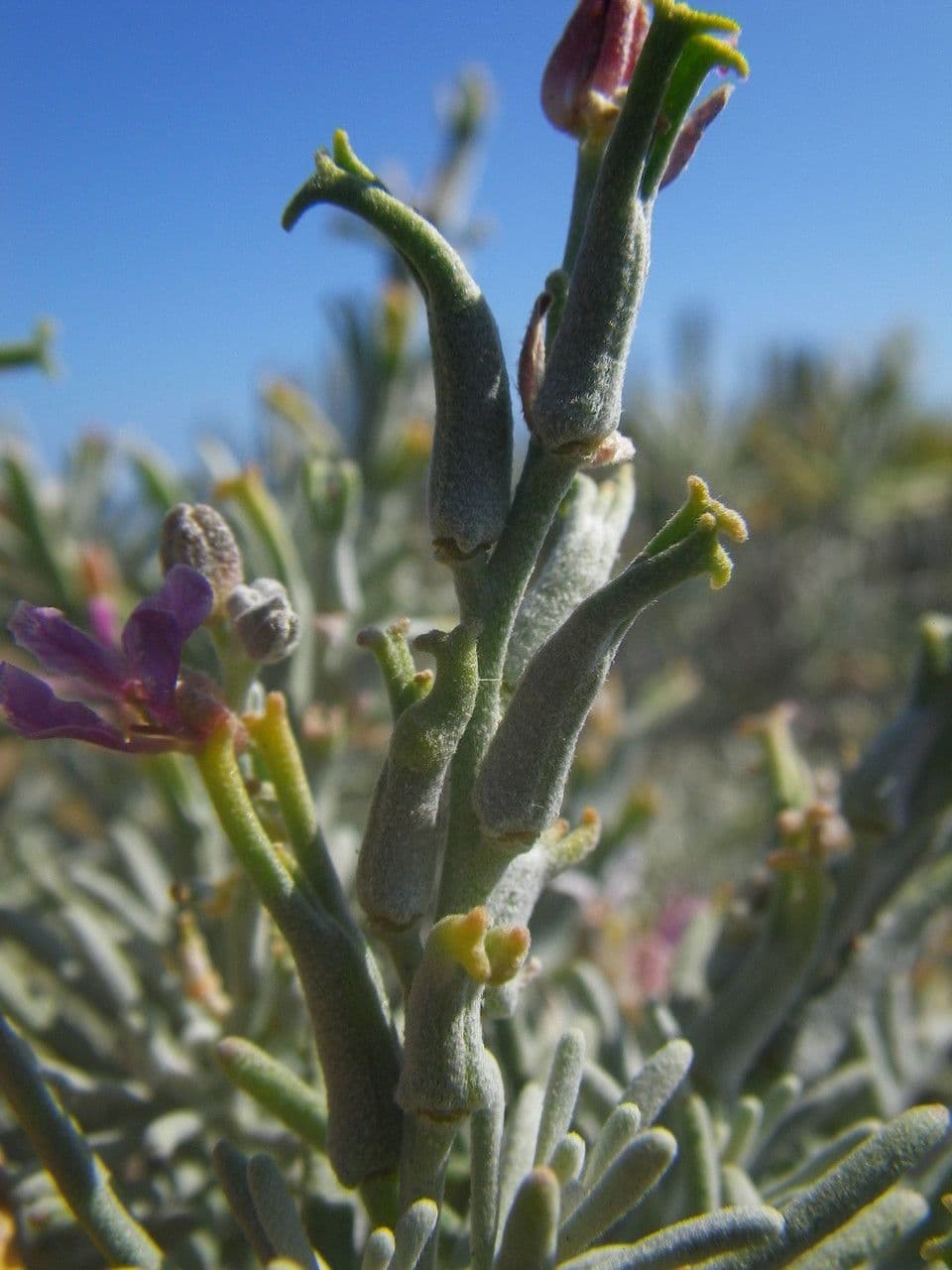 Parolinia 3
