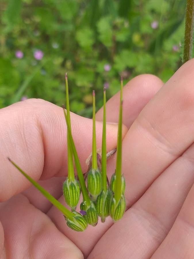Erodium aethiopicum