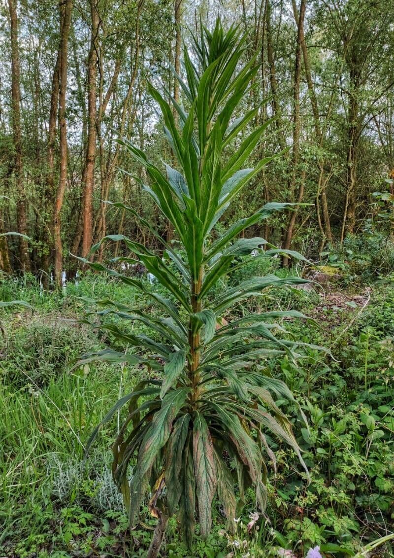Echium pininana 7