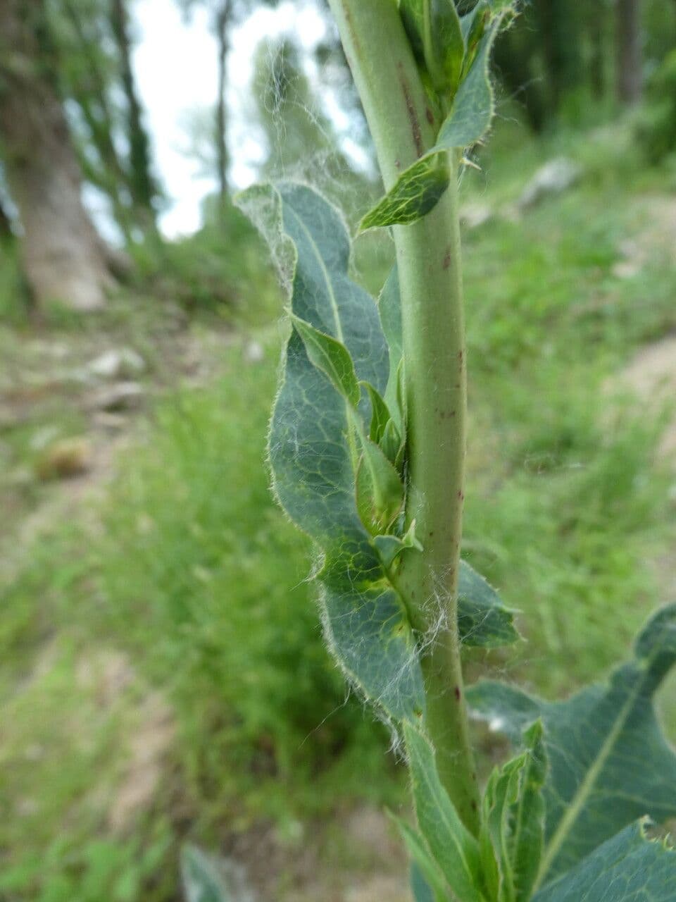 Lattuga selvatica 22