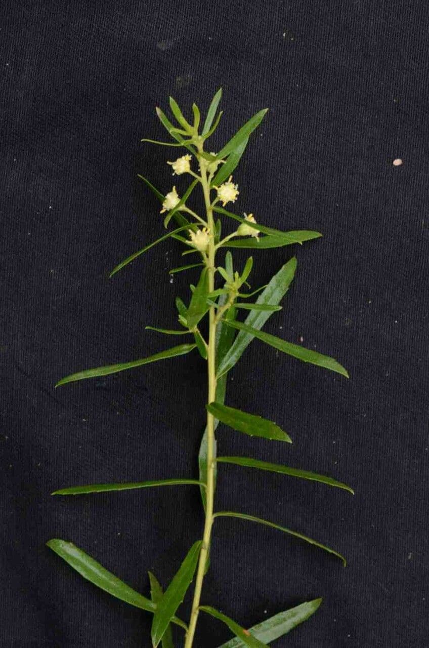 Baccharis dracunculifolia 12