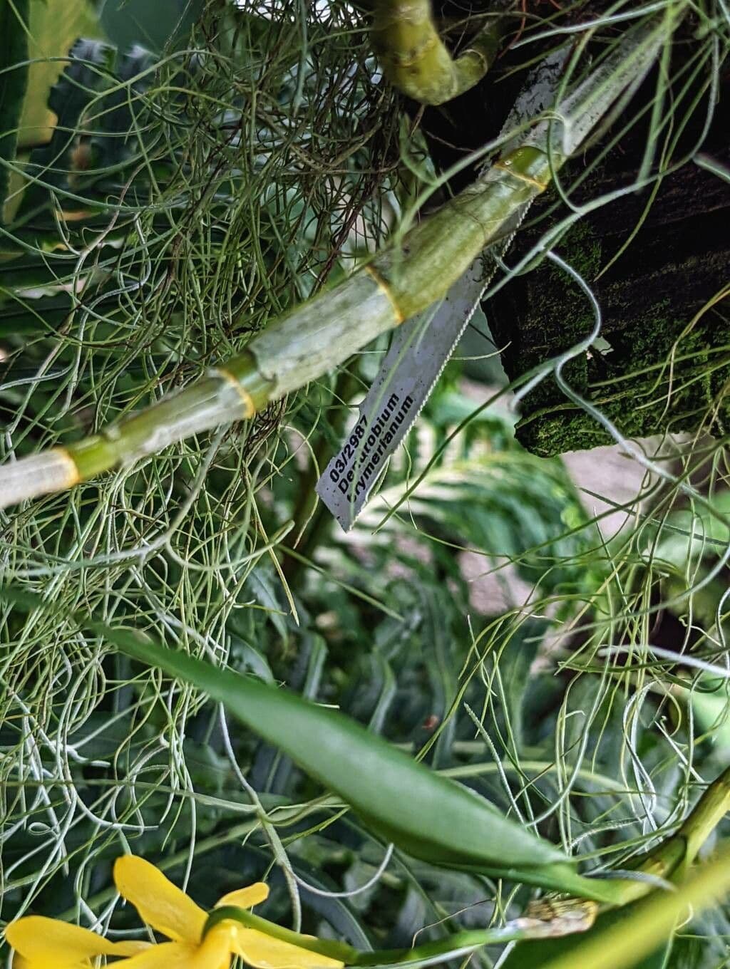 Dendrobium 8