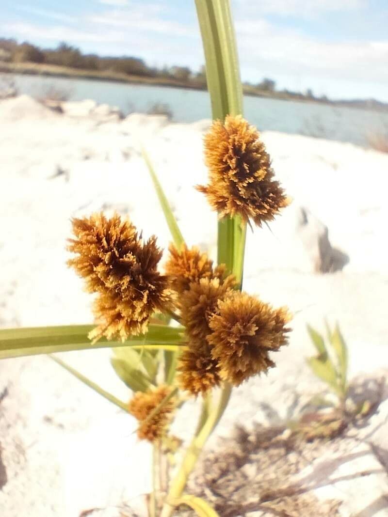 Zigolo aggregato