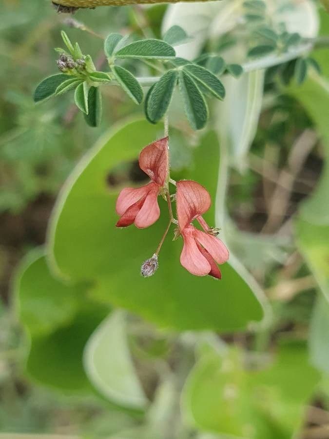 Indigofera 7