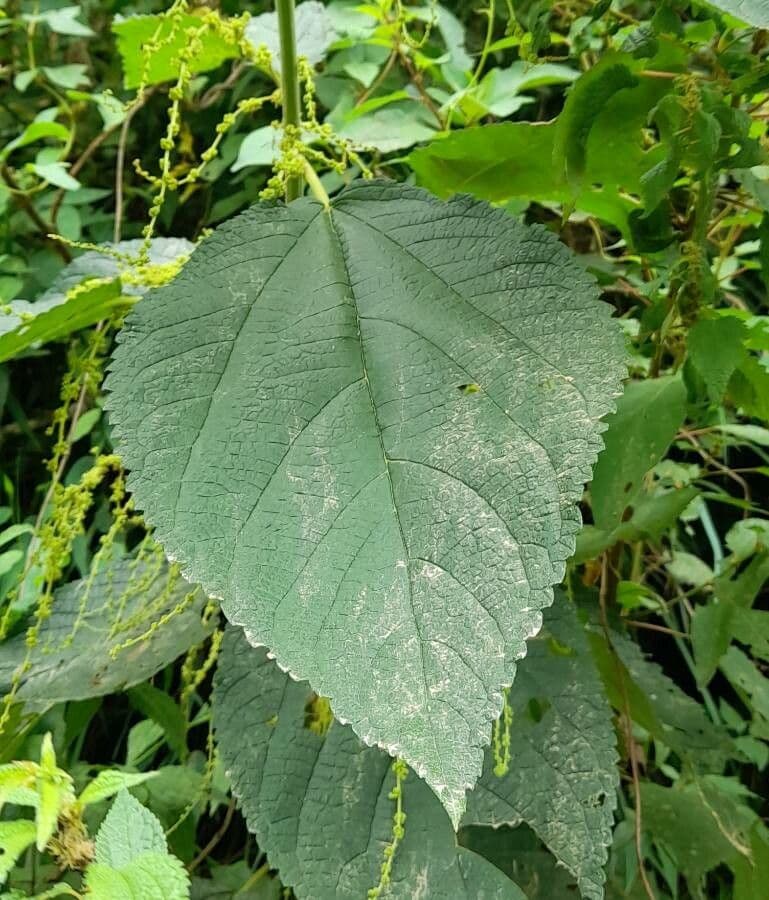 Boehmeria 7