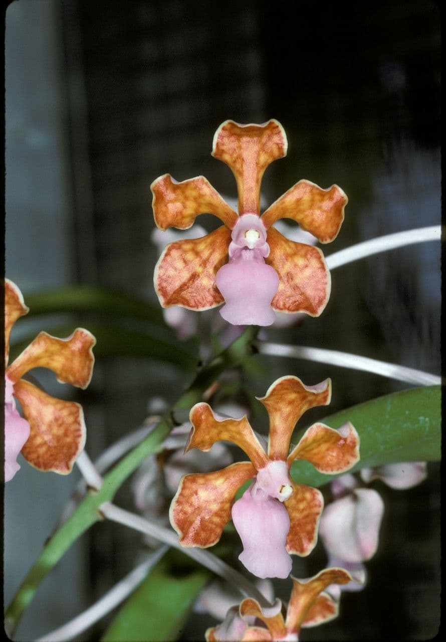 Orchidea Vanda