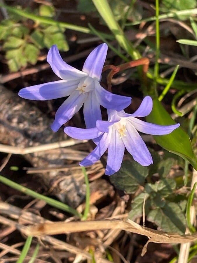 Scilla di Boissier 4