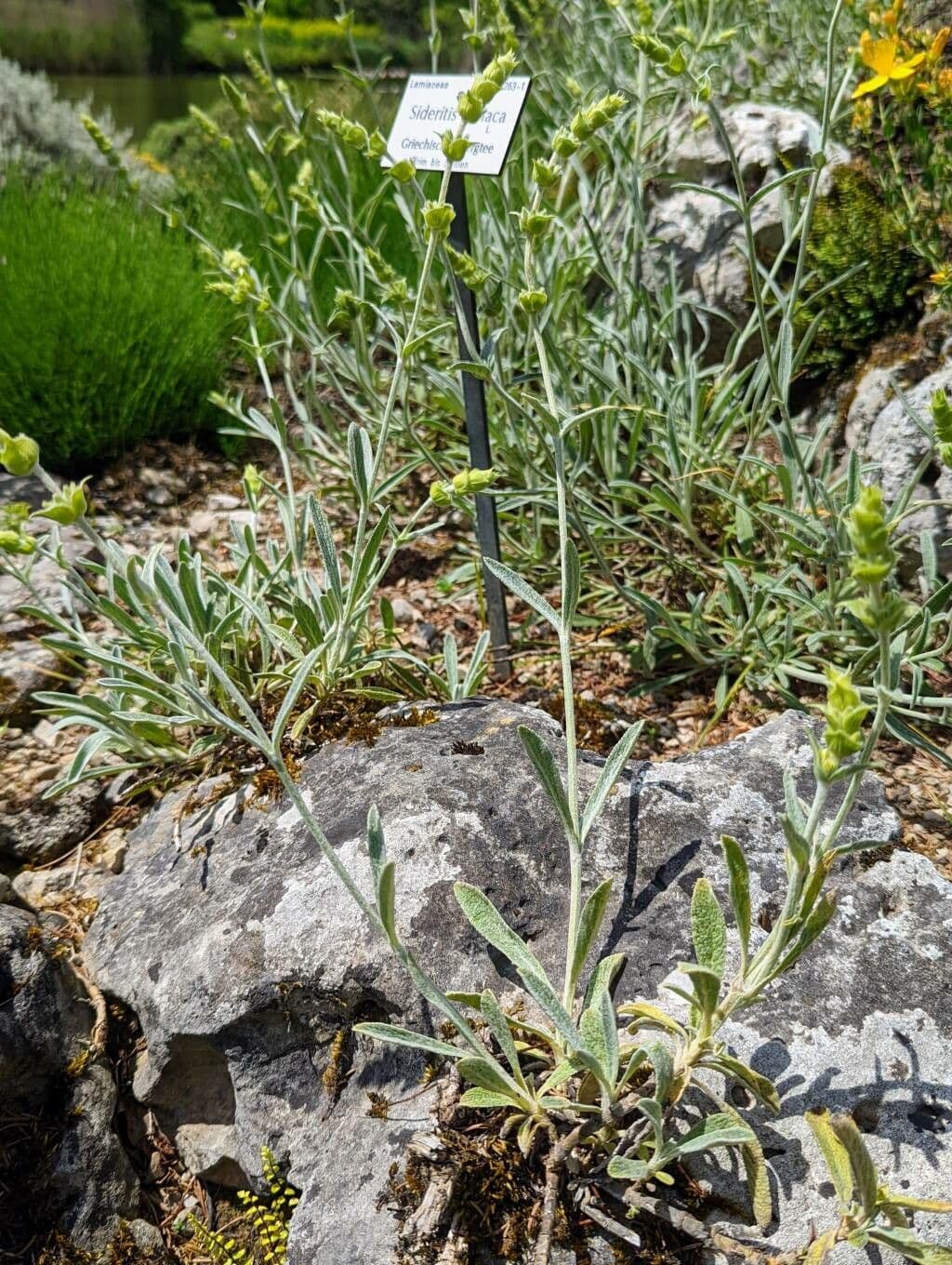 Sideritis syriaca 14