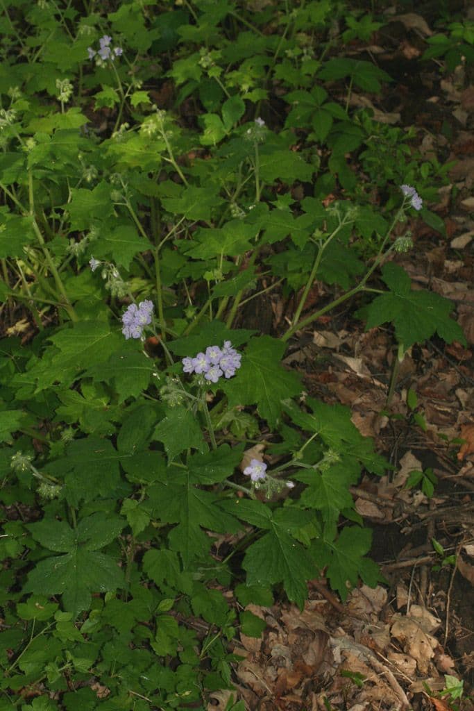 Feuille d'eau appendiculée 11