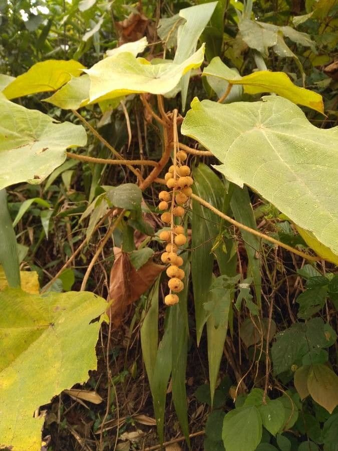 Mallotus