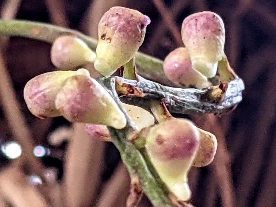 Aerides 2