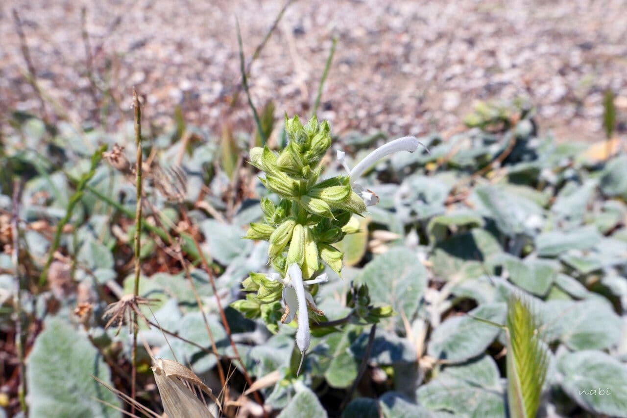 Salvia 6