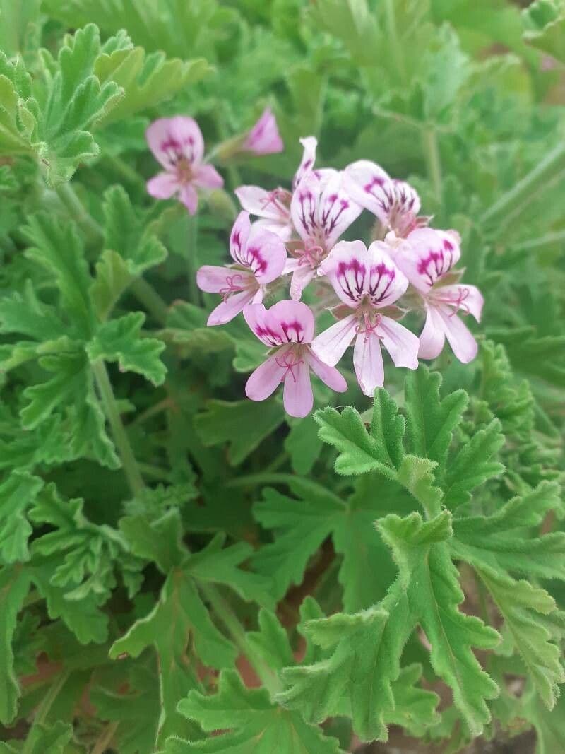Geranium 5