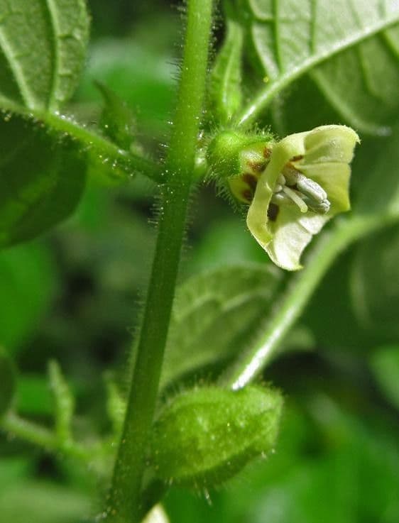 Physalis pubescent 20