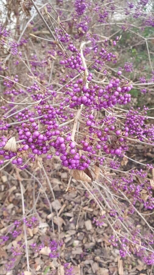 Callicarpa