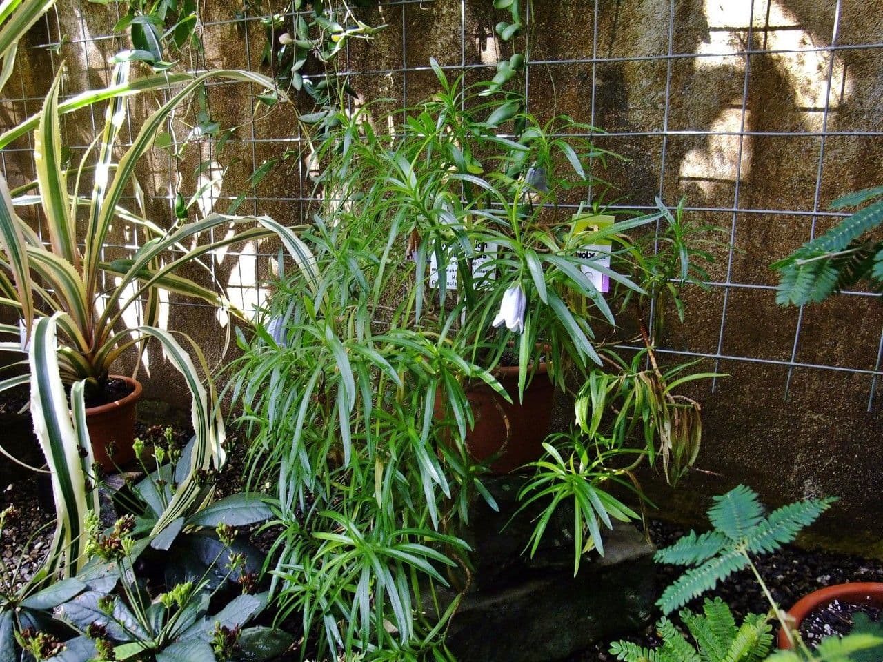 Campanula di Mauritius 7