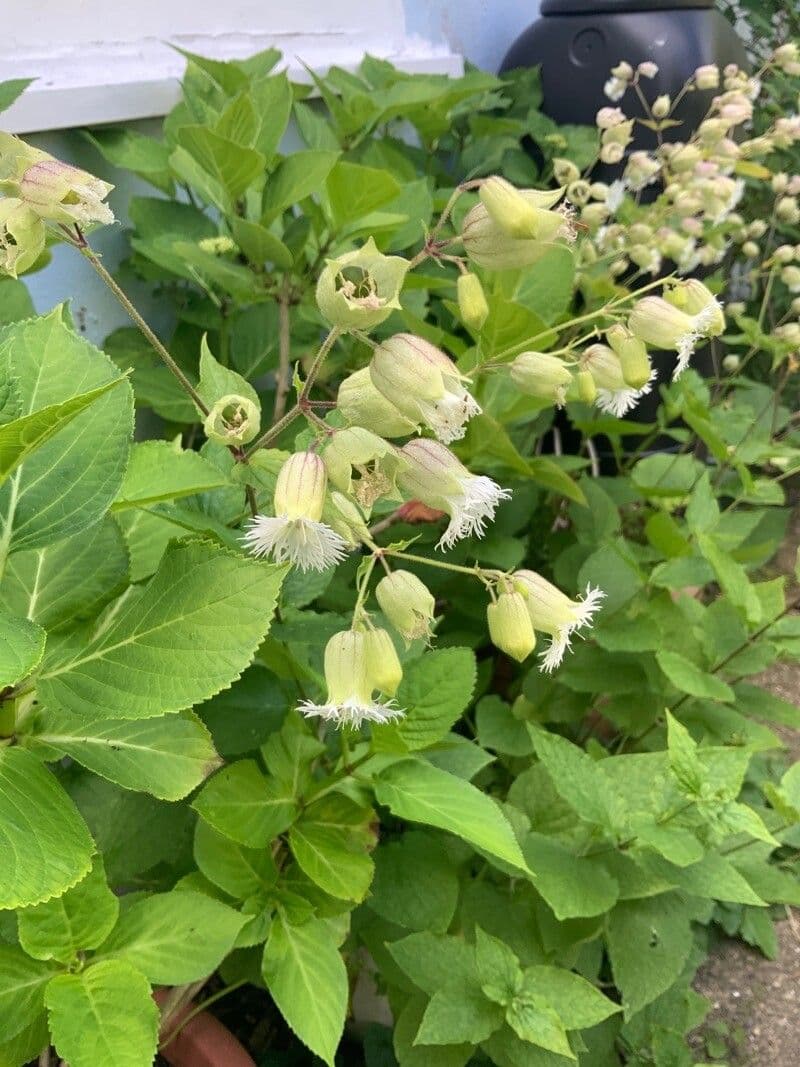 Silene stellata 5