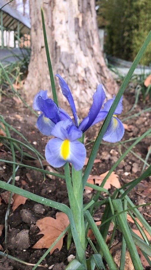 Iris xiphium 19