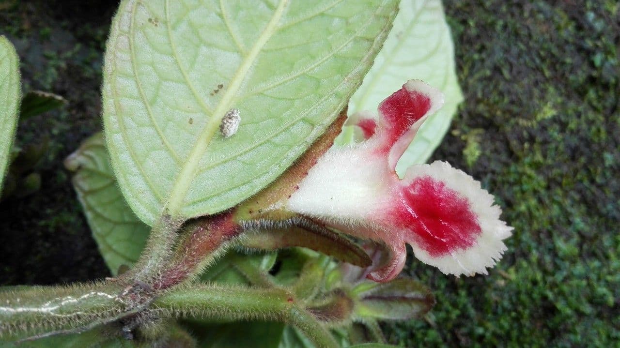 Drymonia alloplectoides 9