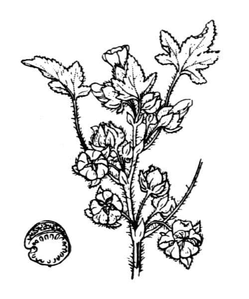Malva nicejská 24