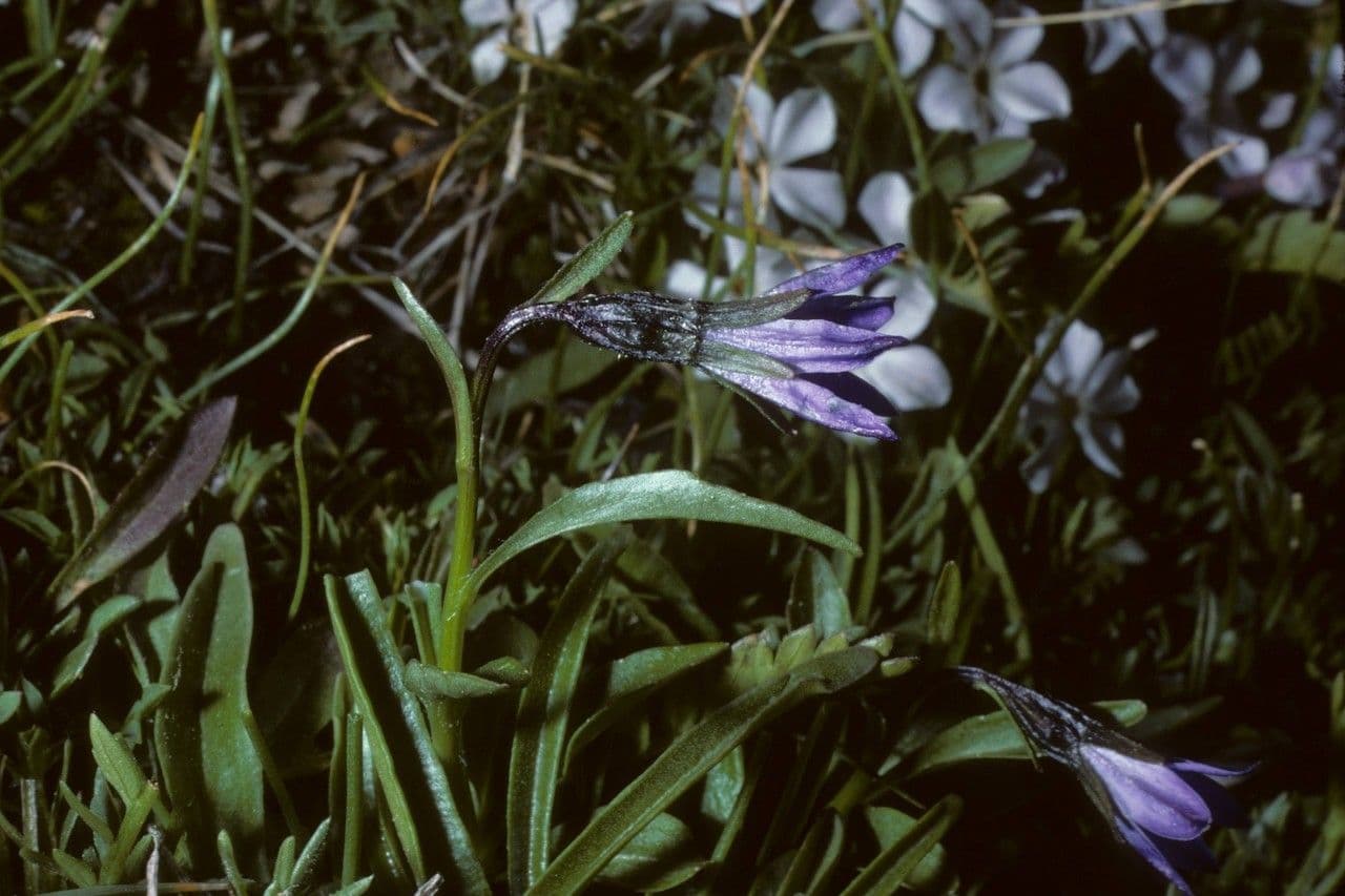 Campanula 2