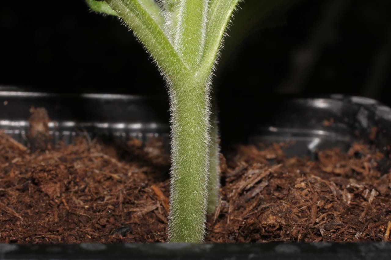 Zucca moscata 24