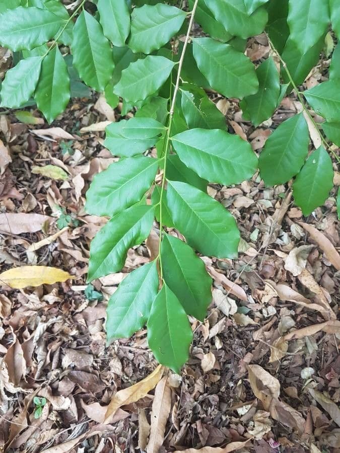 Cinnamodendron de Dinis
