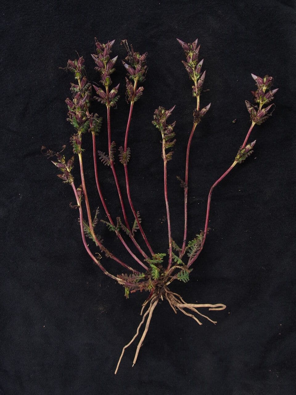 Pedicularis