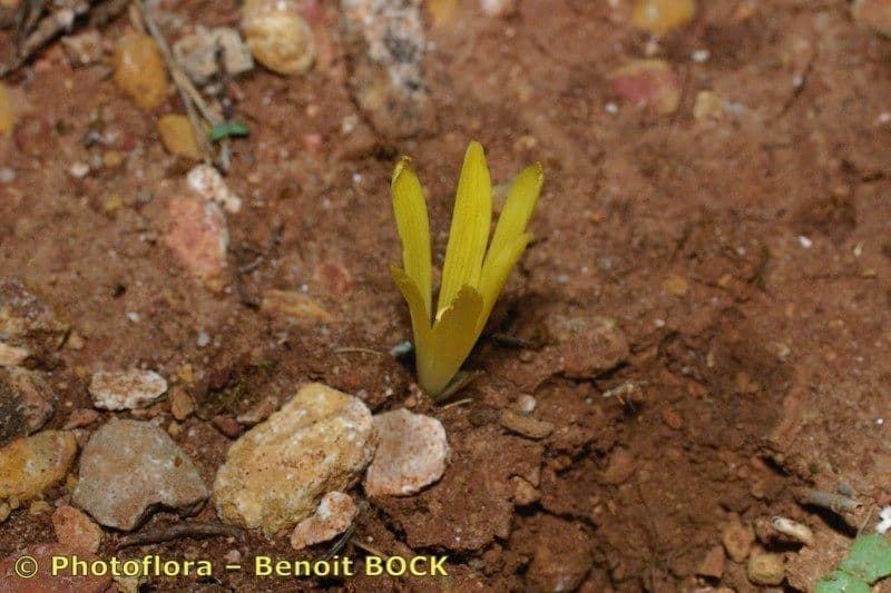 Sternbergia colchiciflora 14