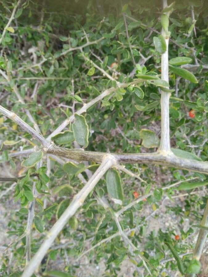Goji 25