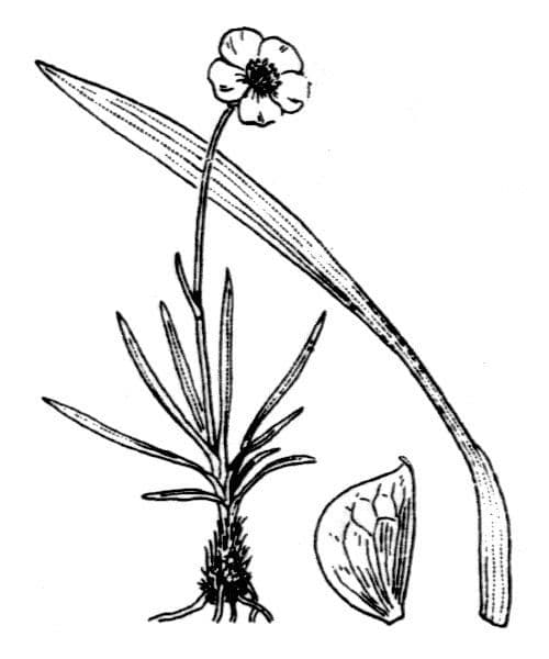 Ranunculus gramineus 22