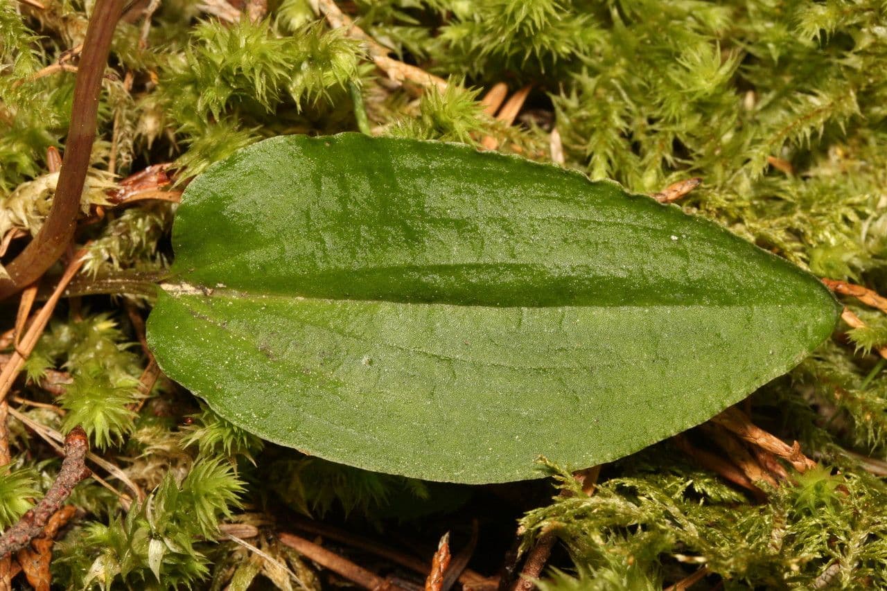 Calypso bulbosa 14