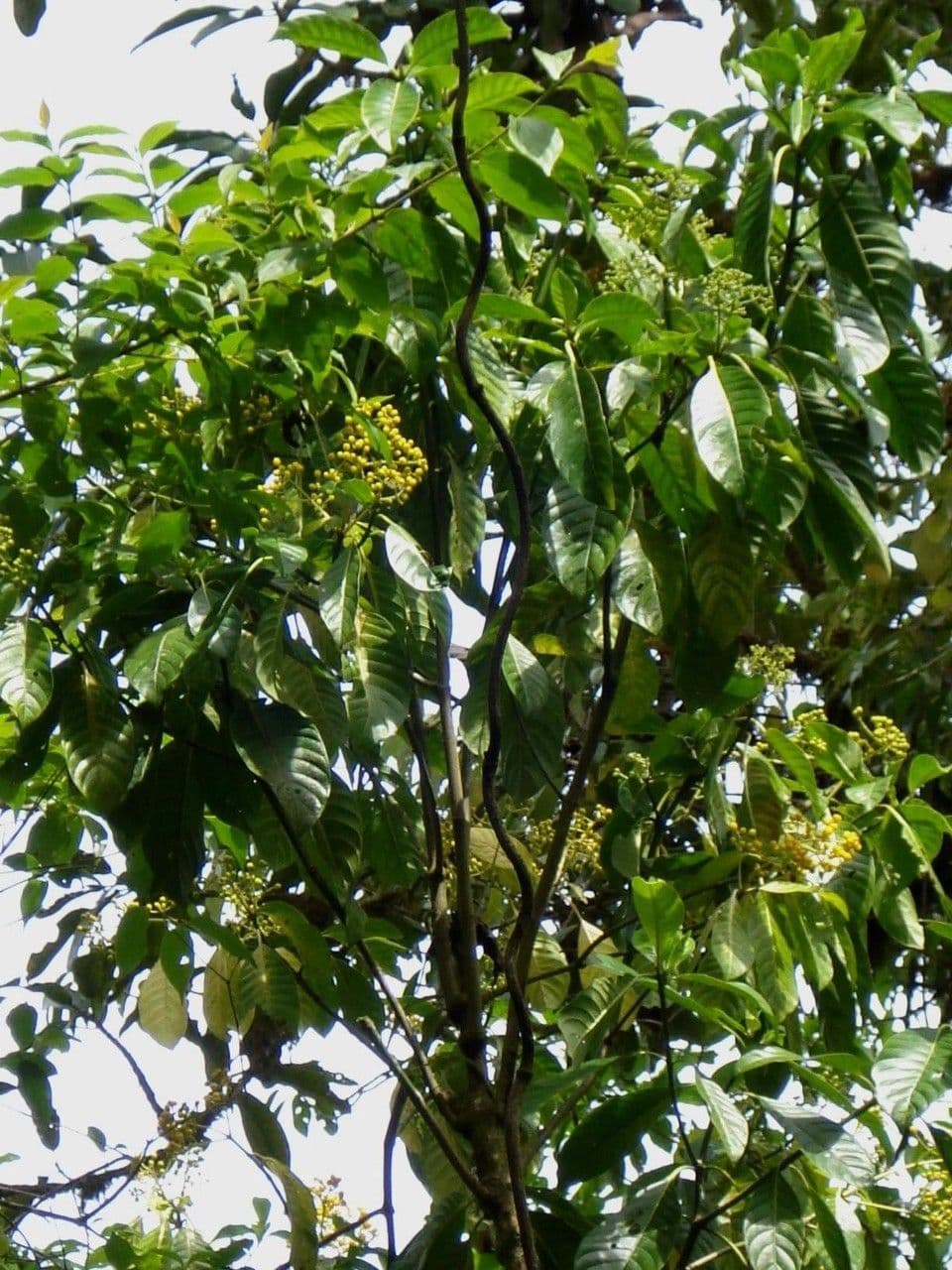 Psychotria 13