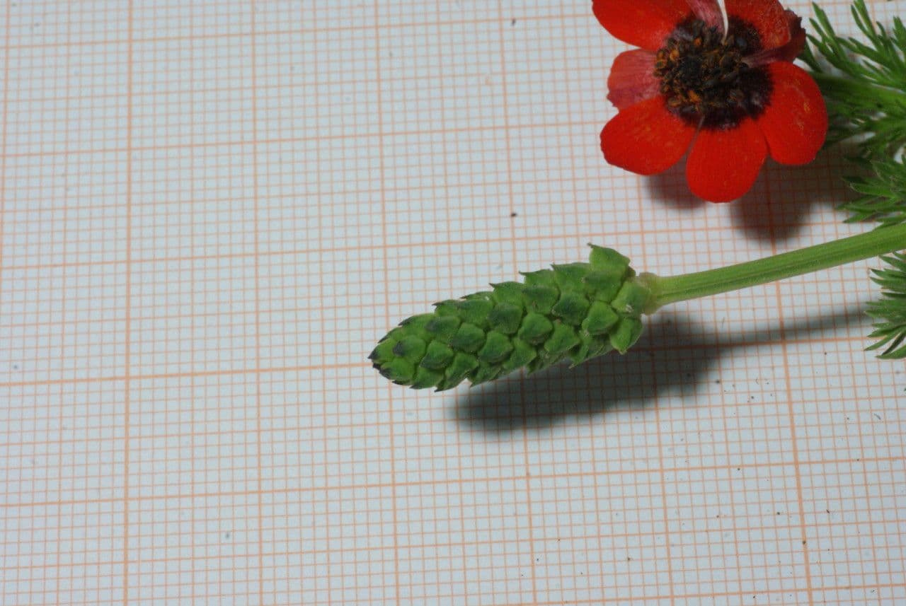 Adonis annuale 4