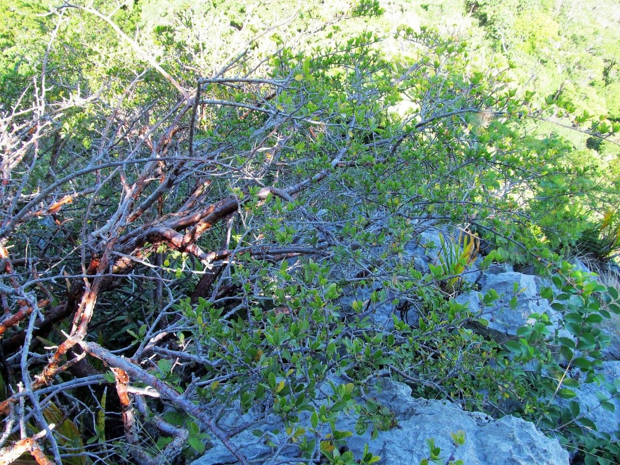 Bursera 2