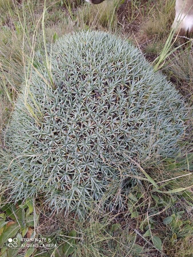 Acantholimon 16