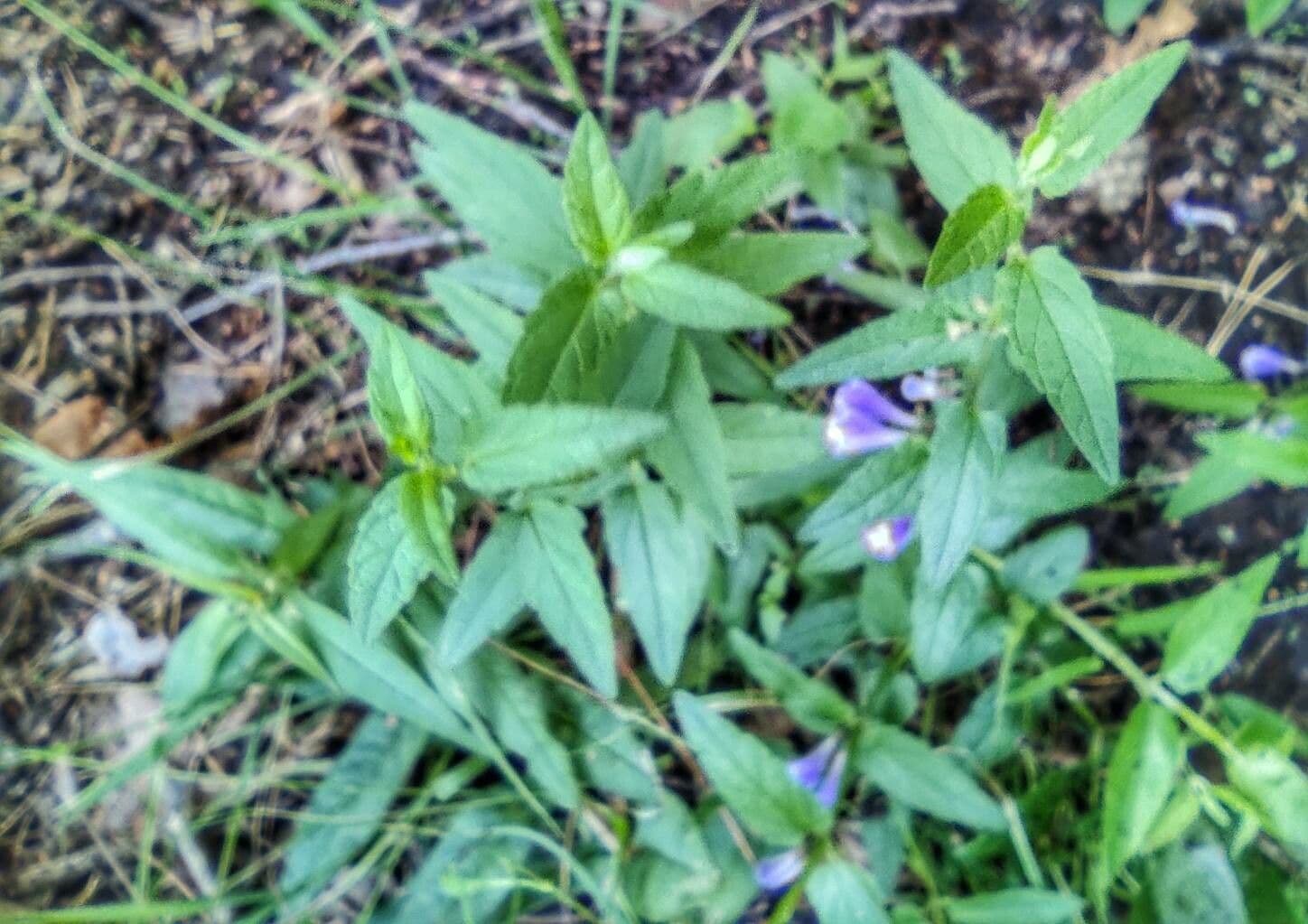 Scutellaria comune 12
