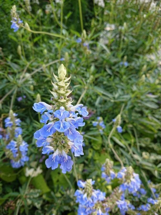 Bog sage 6