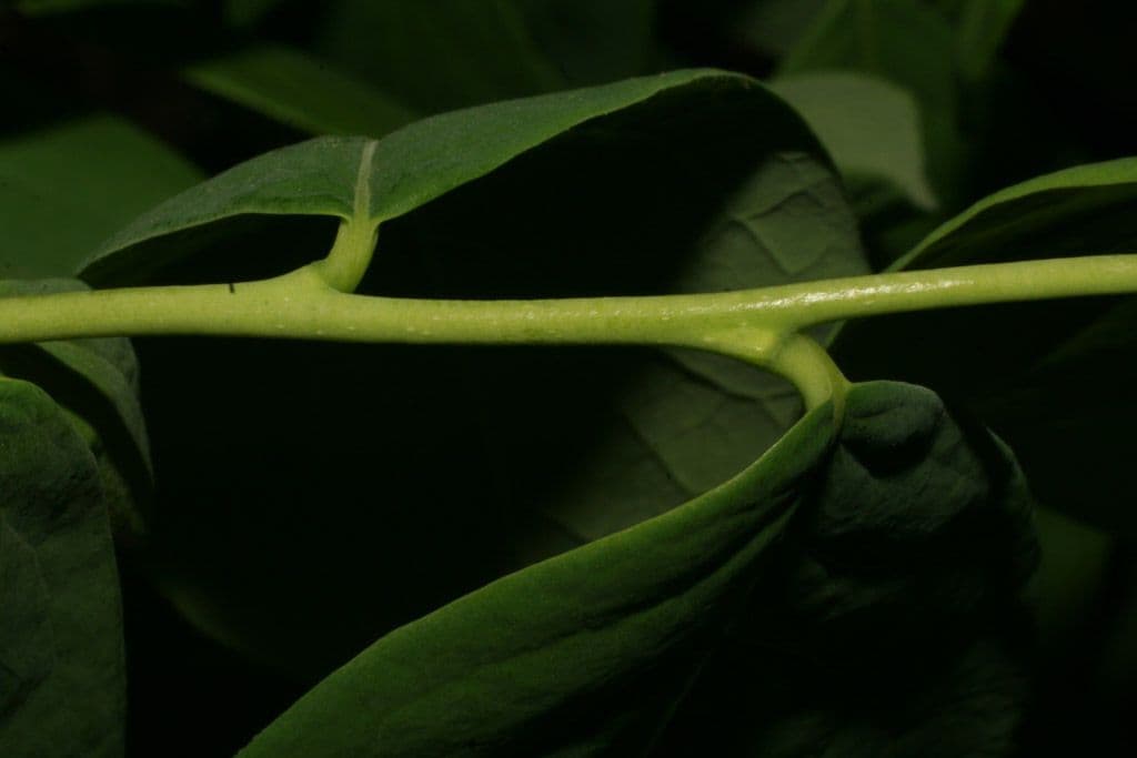 Dirca palustre 22